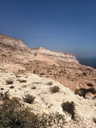 wild omani frankincense - jabal raqbit (2)55